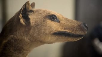 Secrets of the Tasmanian Tiger