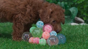 Bouncy Ball Hunt