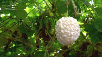 Episode 9 — Episode 9