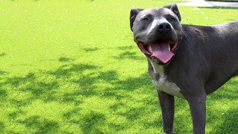 פוסטר של Cesar Millan: Love My Pit Bull