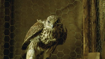 #6 Falcons