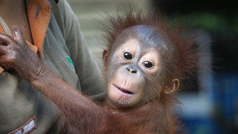 Meet the Orangutans (2014-2015)