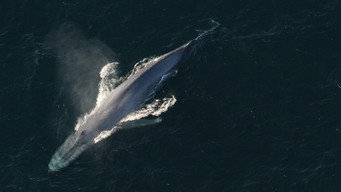 #10 Big Blue Live