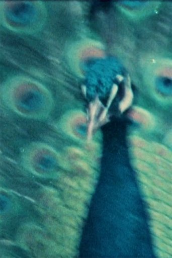 kauaʻi ʻōʻō poster