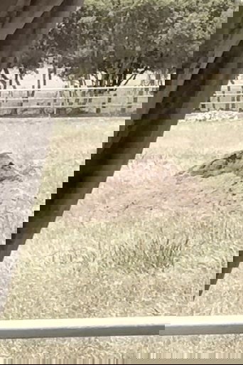 Dirt (1970)