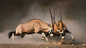 Animal Fight Night (2013-2018)