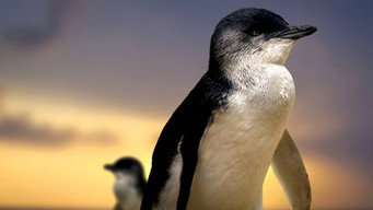 Penguin Island (2010)