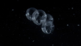 Hidden Dance of Eels (2024)