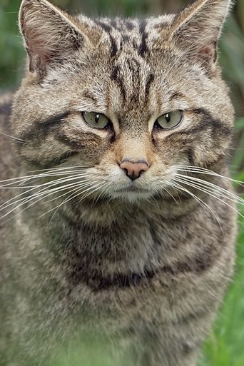 Wildcats: Cait ann an Cunnart: Season 1