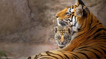 #13 Tiger