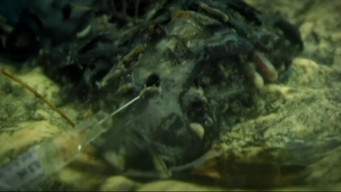 #5 Cannibal