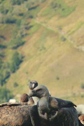 L'Homme aux vautours (公開年不明年)のポスター画像 - FindKey