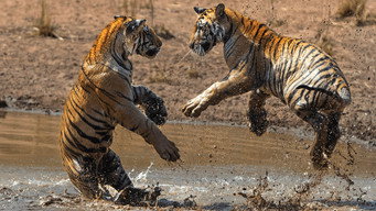 #12 Tiger