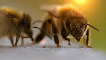 Charlie Bee Company (2021- )