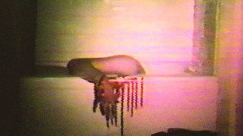 Cannibal Orgy (1985)
