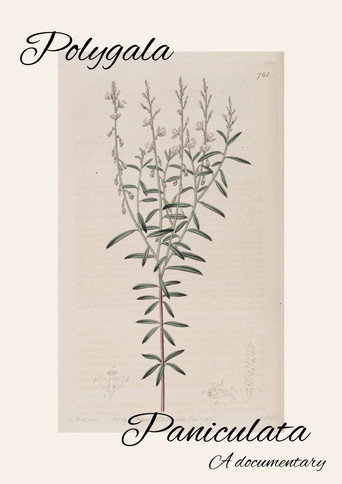 Polygala Paniculata