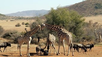 Sudáfrica Salvaje - S1E01