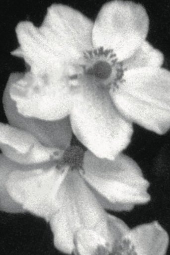 Weiße Blumen (Für P)