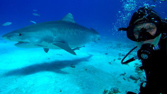 Most Wanted Sharks (2020)