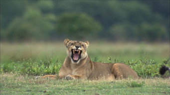 The Last Lioness (2009)