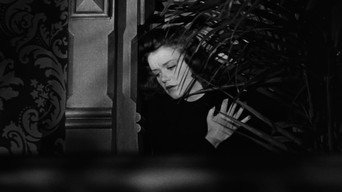 #35 Cat People