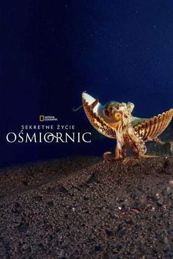 Sekretne życie ośmiornic