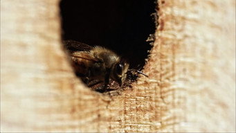Être avec les abeilles (2021)