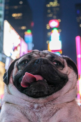 Doug the Pug