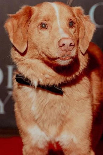 Foto de Indy the Dog