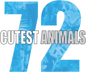 72 Cutest Animals logo