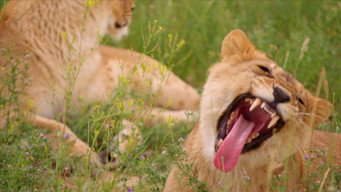 #7 Lion Ark