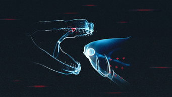 Shark vs Tuna (2018)