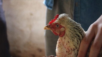Still 1 from Dead Chicken