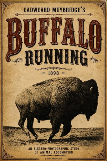 Buffalo Running