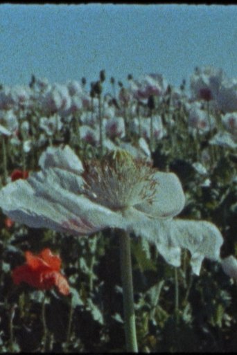 Apocalypse Yesterday, Today, Tomorrow, and the Day After Tomorrow