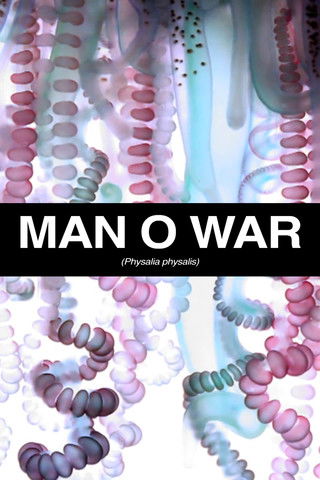 Man O War