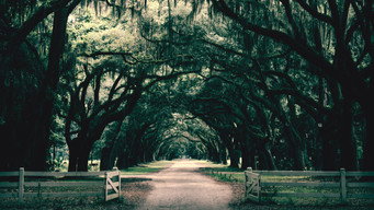 Southern Gothic (2020- )