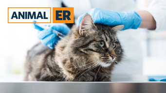 Animal ER (2016- )