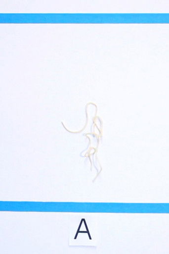 Nothing Comes from Talking (But Sound) poster