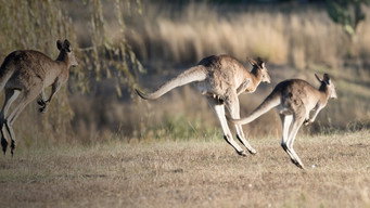 Awesome Animals (2020- )