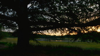 #6 Heart of an Oak
