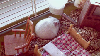 Galeria 1 - Ninfomaníaca - Vol. 1