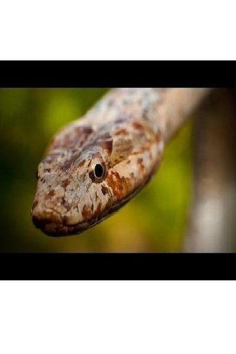 Rarity to Recovery: The Story of the Antiguan Racer Snake Rarity to Recovery: The Story of the Antiguan Racer Snake