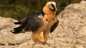 Return of the Vultures (2026- )