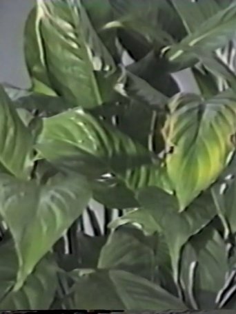 Table in September, or Part of an Incident (1987)