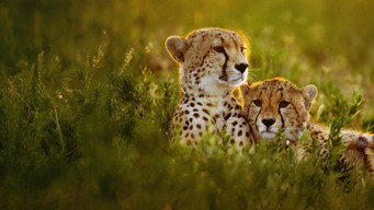#6 Cheetahs Up Close with Bertie Gregory