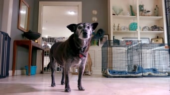 Galeria 2 - Life in the Doghouse