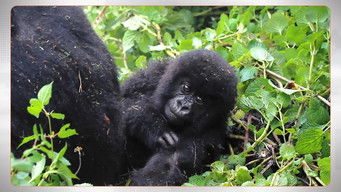 Trafficking Baby Gorillas