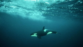#10 North Sea  Nature Untamed