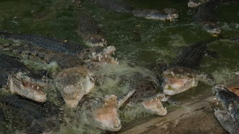 #9 Crocodile Tears